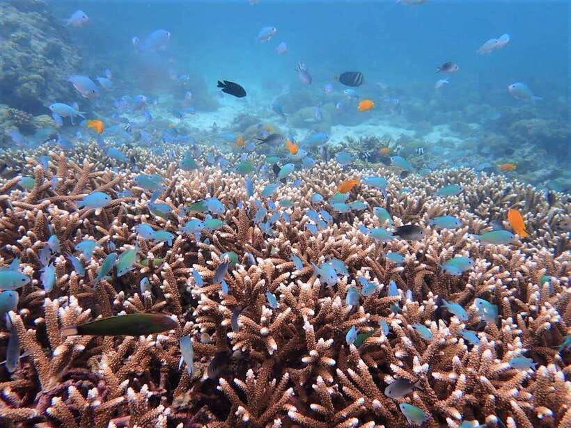 From Cebu: Island Hopping to 3 islands with BBQ lunch - Hilutungan Marine Sanctuary: Clear Water and Fish Variety That People Remember