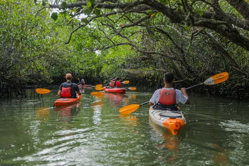 From Tagbilaran City/Panglao Island: Bohol Mangrove Kayaking - Key things you will notice on this Abatan River kayak