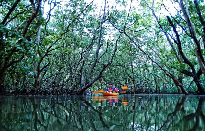 From Tagbilaran City/Panglao Island: Bohol Mangrove Kayaking - Entering Abatan’s mangrove tunnels, the quiet that makes it worth it