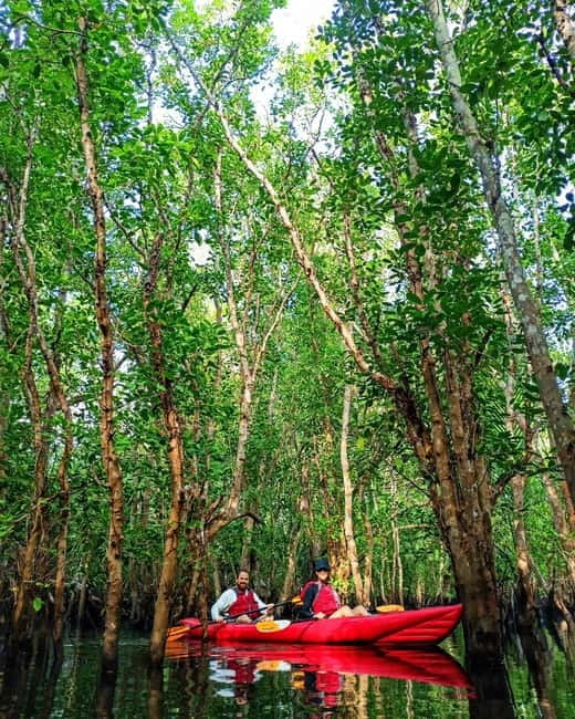 From Tagbilaran City/Panglao Island: Bohol Mangrove Kayaking - What you really learn in the mangrove “maze” as you paddle through Abatan
