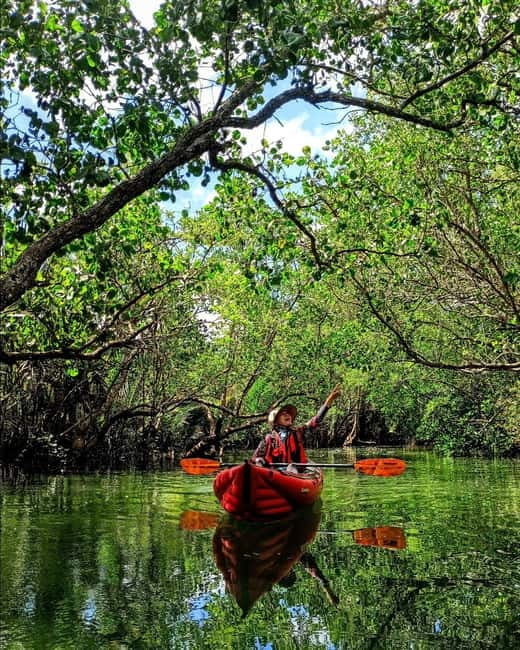 From Tagbilaran City/Panglao Island: Bohol Mangrove Kayaking - Price and value: what $64 covers, and why it adds up