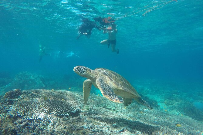 Full Day Apo Island Tour from Dumaguete - Key things to know before you book