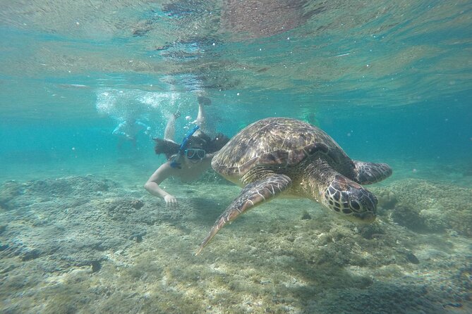 Full Day Apo Island Tour from Dumaguete - Why Apo Island from Dumaguete is a smart full-day option