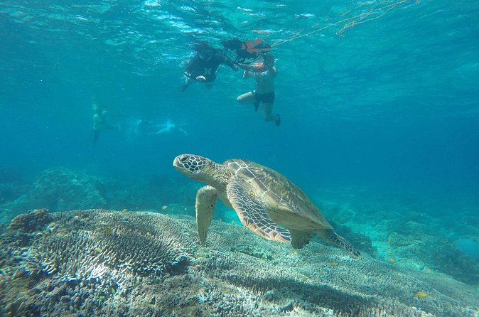 Full Day Apo Island Tour from Dumaguete - Price and value: is $145 per person fair for this day?