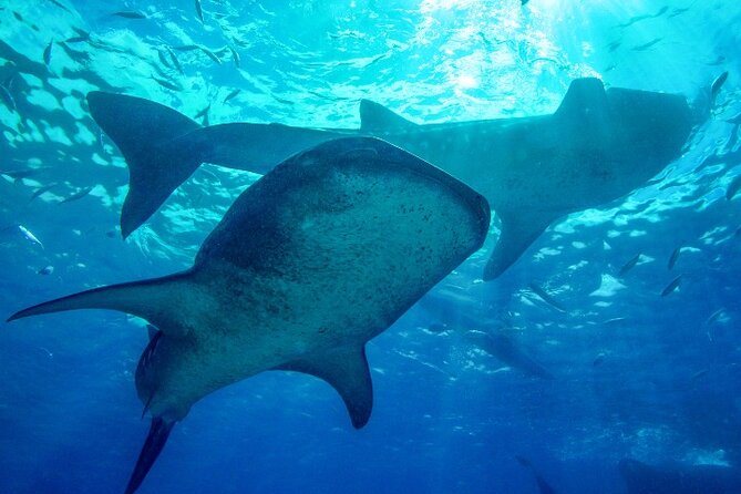 Group Tour of Moalboal Sardines Run & Kawasan Canyoneering - Stop 1 in Cebu City: The Pickup Hour That Sets Your Pace