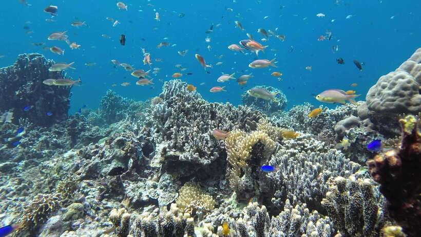 Mactan Island Hopping Gilutungan, Caohagan, Nalusuan + Lunch - Value Check at $132: What You’re Actually Paying For