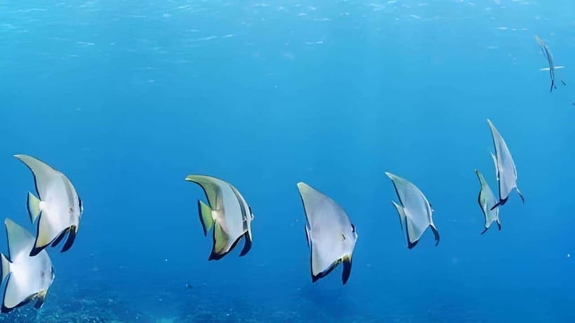 Mactan Island Hopping Gilutungan, Caohagan, Nalusuan + Lunch - Gilutungan Marine Sanctuary Snorkeling: Reef Time That’s Worth Planning Around
