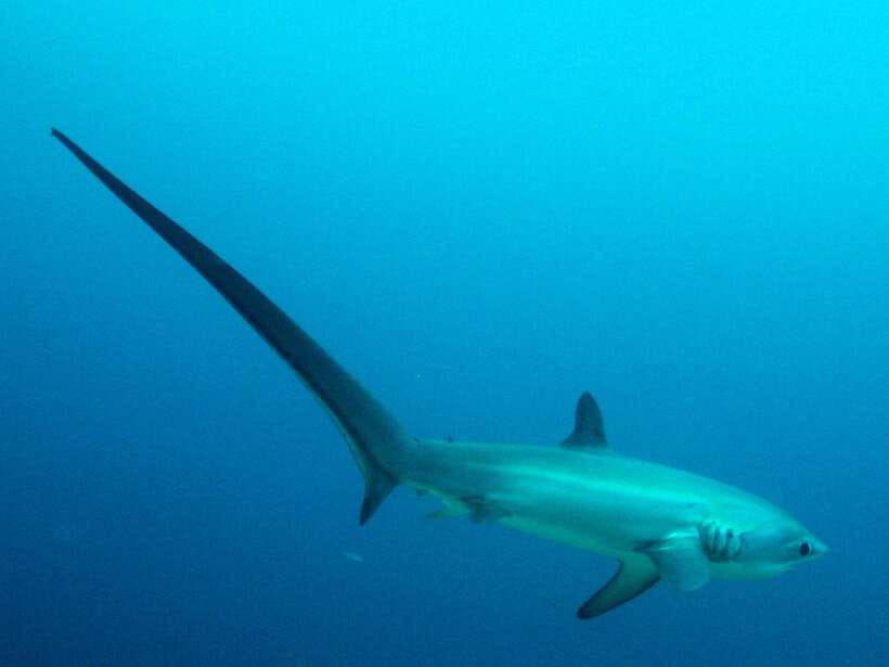 Malapascua: Advance Divers Shark Dive & Optional Transfer - Key things to know before you go