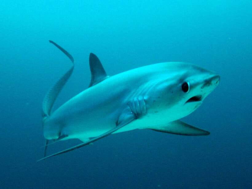 Malapascua: Advance Divers Shark Dive & Optional Transfer - Transfers, the timing crunch, and what the day before is for