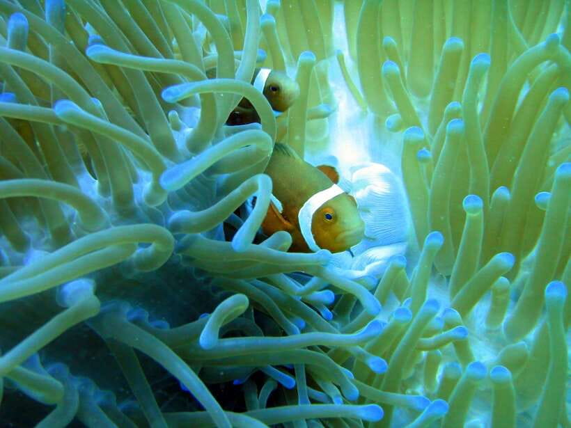 Malapascua: Advance Divers Shark Dive & Optional Transfer - The boat run to Kimud Shoal or Monad Shoal, and what depths to expect