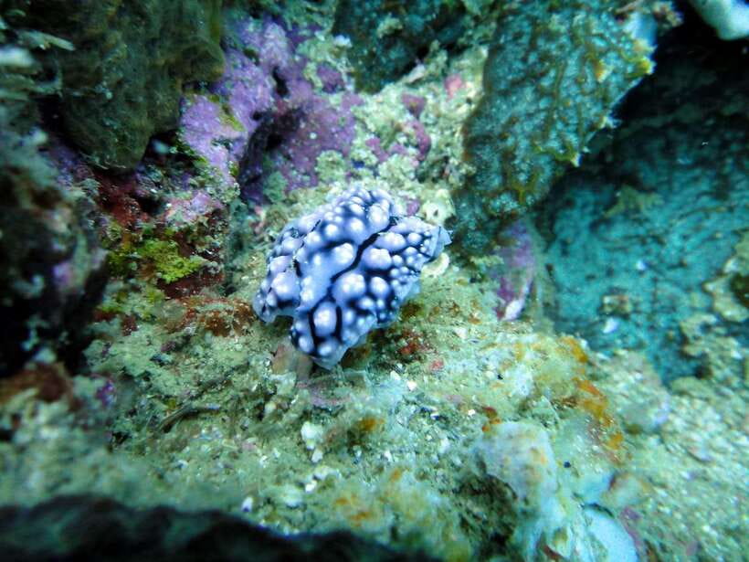 Malapascua: Advance Divers Shark Dive & Optional Transfer - Underwater: how the team finds threshers and what else you can spot