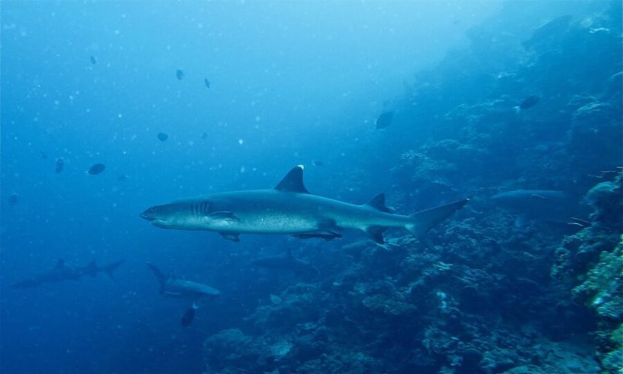 Malapascua: Advance Divers Shark Dive & Optional Transfer - How to maximize your odds without burning your whole trip
