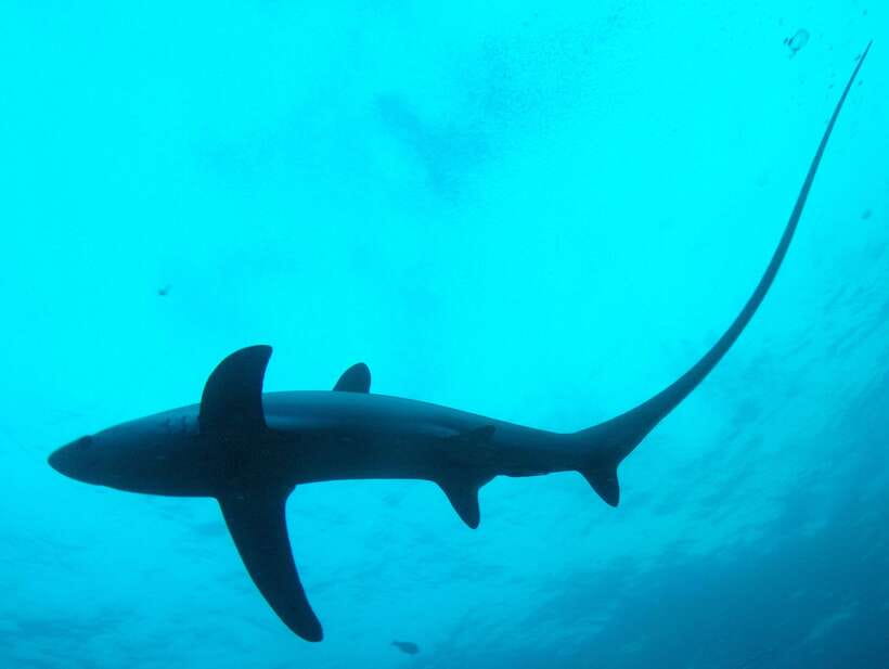 Malapascua: Advance Divers Shark Dive & Optional Transfer - Advanced Open Water rules, and why they matter at Monad and Kimud