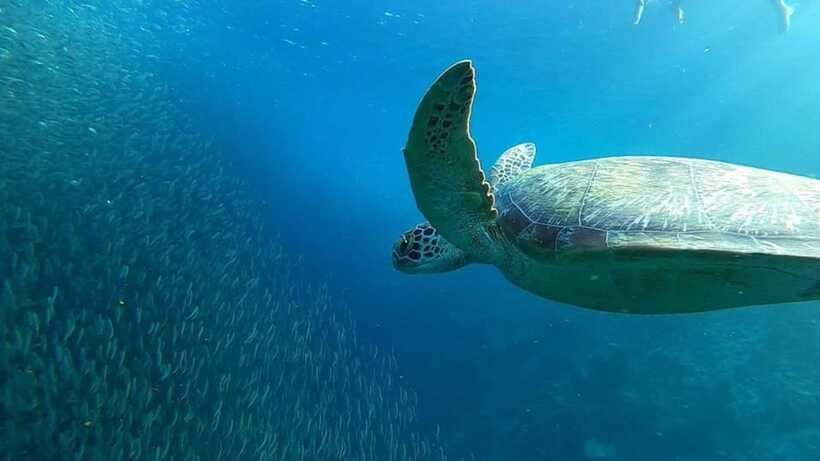 Moalboal: Pescador Island Hopping Adventure and Sardine Run - Should you book this Pescador Island hopping tour?