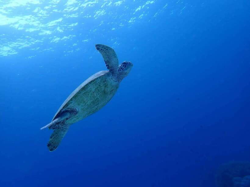 Moalboal Sardine Run, Sea Turtle & Mantayupan Falls - Mantayupan Falls, 98 meters, and why arriving early matters