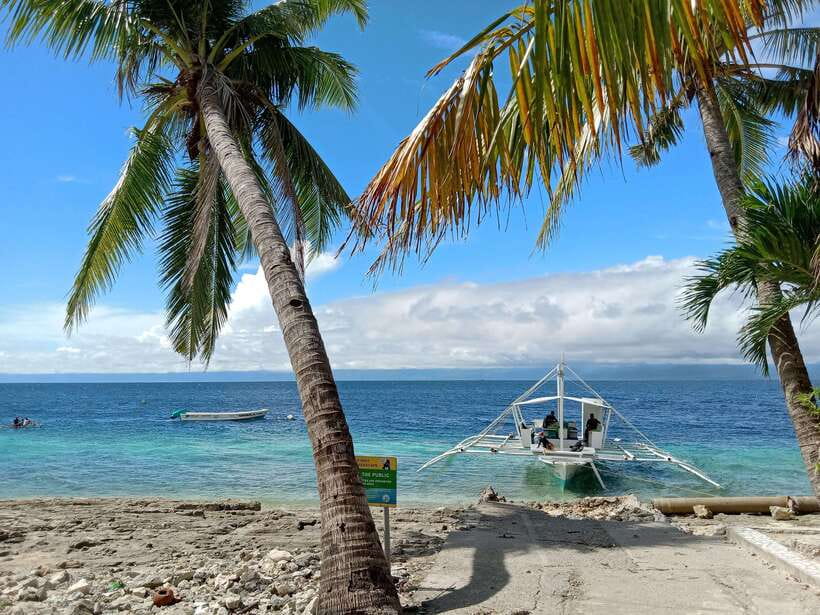 Moalboal Sardine Run, Sea Turtle & Mantayupan Falls - The Sardine Run experience, and what makes it special in person