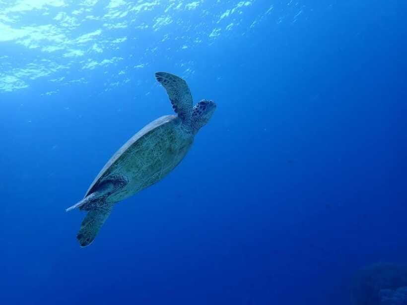 Moalboal Sardine Run, Sea Turtle & Mantayupan Falls - Your guides, and how much explanation you’ll actually get