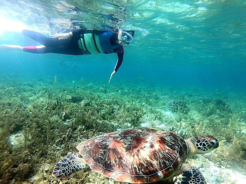 Moalboal: Sardine Run Snorkeling & Kawasan Canyoneering - Key things you will love about this Cebu adventure