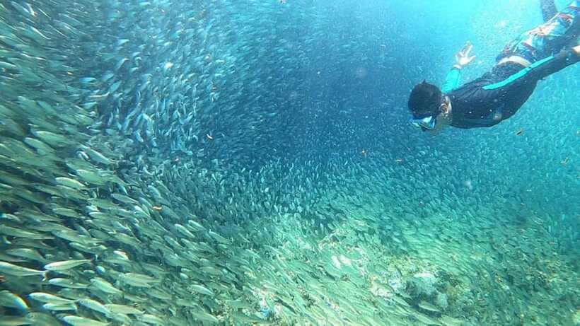 Moalboal: Sardine Run, Turtles and Pescador Island Hopping - Panagsama Beach Sardine Run: seeing the swirl close to shore