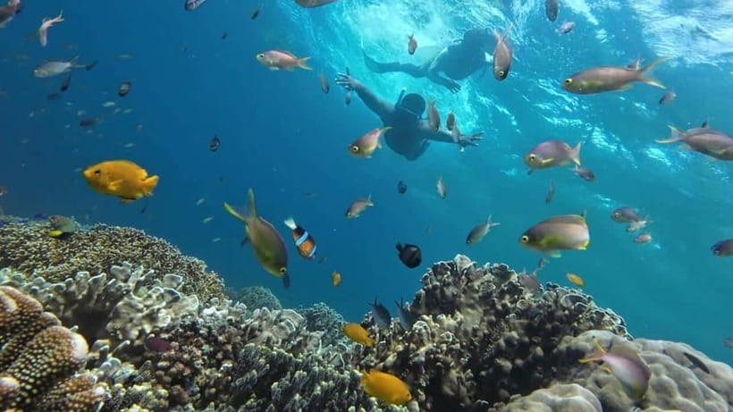 Moalboal: Sardine Run, Turtles and Pescador Island Hopping - Door-to-door Cebu pickup, and why it matters more than you think