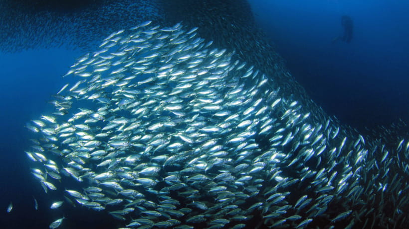 Moalboal Sardines Run Private Tour - Key things to know before you go