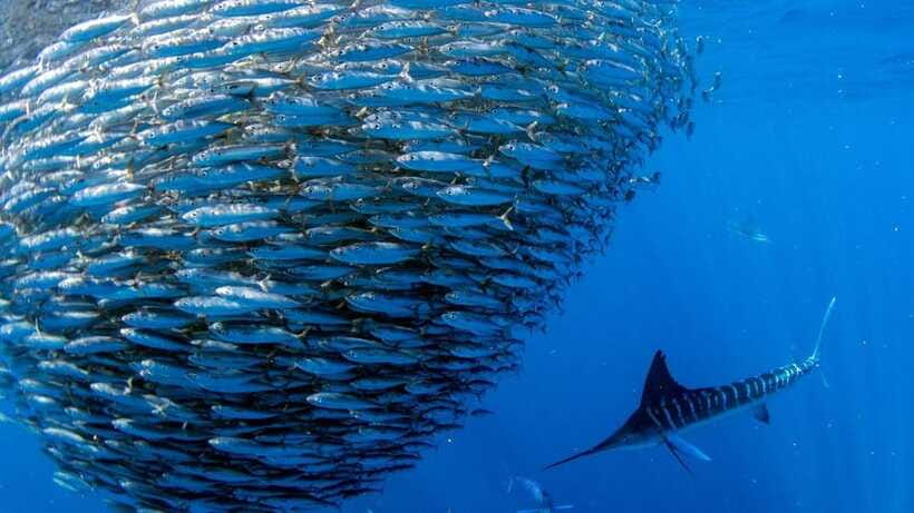 Moalboal Sardines Run Private Tour - Safety that’s actually practical, plus buoyancy support