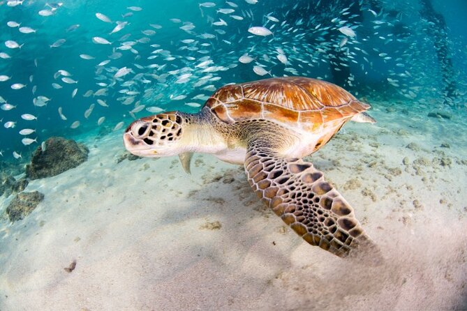 Moalboal Sardines Run Private Tour w/ Transfers Option - Key highlights you should know
