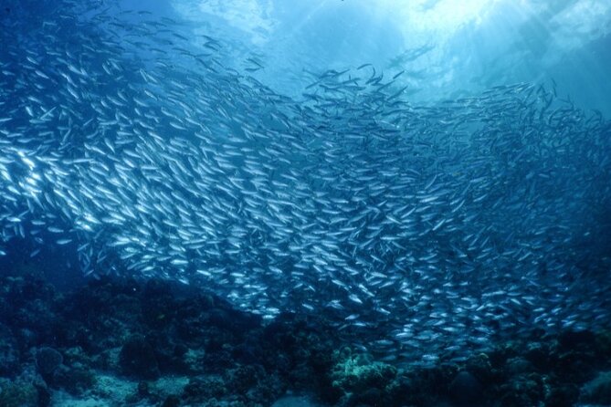 Moalboal Sardines Run Private Tour w/ Transfers Option - Sardine Run action happens right off Panagsama Beach