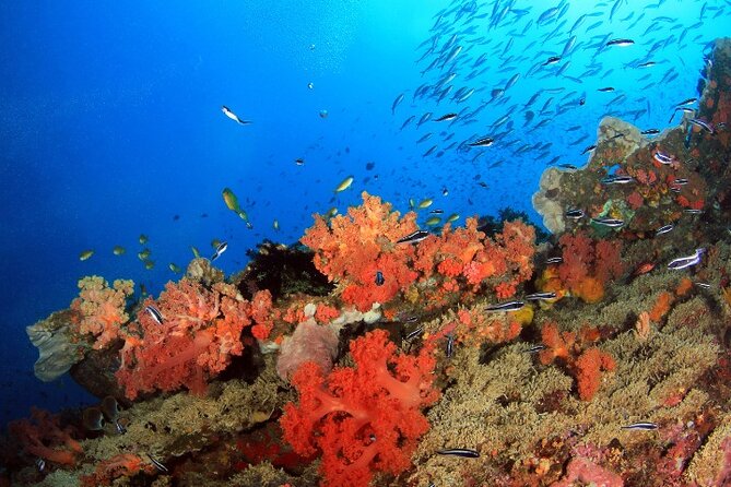 Moalboal Sardines Run Private Tour w/ Transfers Option - What you actually see underwater, and why the guide’s spot matters