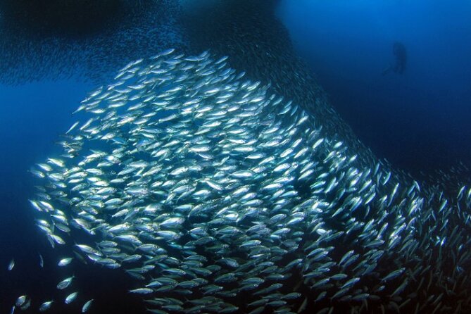 Moalboal Sardines Run Private Tour w/ Transfers Option - What you get for about $20: private guide, gear, and insurance