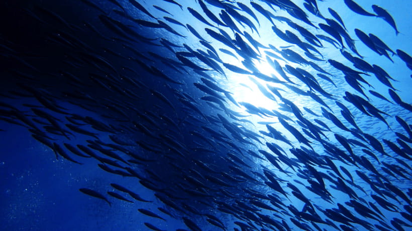 Moalboal Sardines Run Private Tour - Panagsama Beach start and how your 1-hour snorkeling session flows
