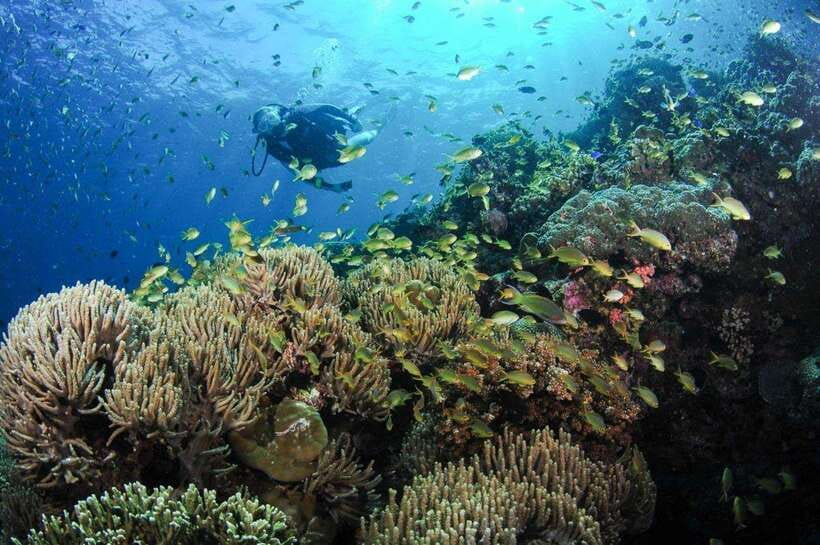 Moalboal: Scuba Diving and Pescador Island Hopping - Moalboal and Pescador Island: the kind of day you remember