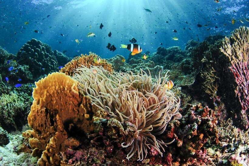 Moalboal: Scuba Diving and Pescador Island Hopping - Pescador Island session: coral structure and the marine-life mix