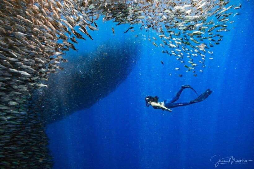 Moalboal: Scuba Diving and Pescador Island Hopping - Price value check: is $168 per person actually fair?
