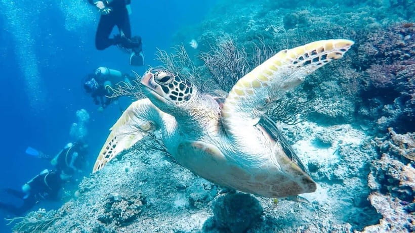 Moalboal: Scuba Diving and Pescador Island Hopping - Pacing and timing: when the day feels perfect vs. when it feels rushed