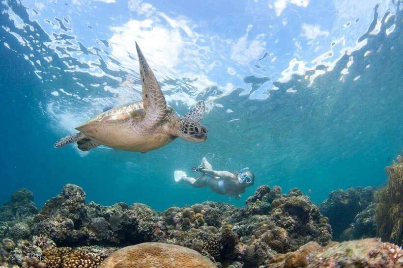 Moalboal: Scuba Diving and Pescador Island Hopping - How the day flows: pickup, transport, and two water windows