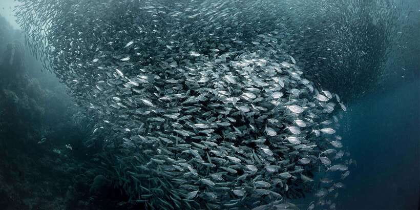 Moalboal with Canyoneering Tour (Shared Tour) - Sardine Run in Moalboal: What You Really See From the Water
