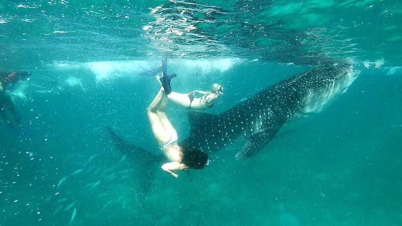 Oslob Cebu: Whale Shark Watching Day Tour - What you’ll learn: whale sharks, the ecosystem, and the conservation debate