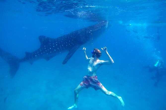 Oslob Whale Shark & Moalboal Sardines & Turtle Private Tour - Oslob Whale Sharks: 30 Minutes of Snorkeling and Strong Queue Management