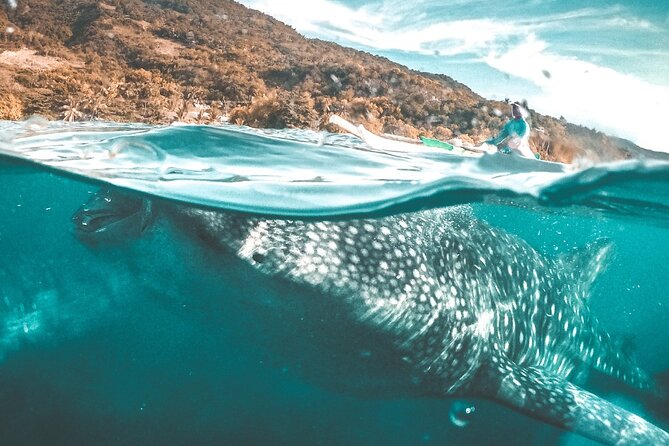 Oslob Whale Shark Private Tour with Sumilon & Tumalog Falls - Snorkeling With Guidance: How to Have a Calm, Safe Water Moment