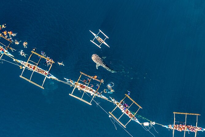 Oslob Whale Shark Private Tour with Sumilon & Tumalog Falls - Oslob Whale Shark Watching: What You’re Really Paying For