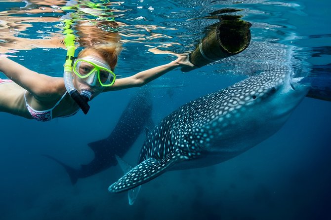 Oslob Whale Shark Snorkeling & Kawasan Canyoning Tour - Key Things You’ll Notice Before You Go