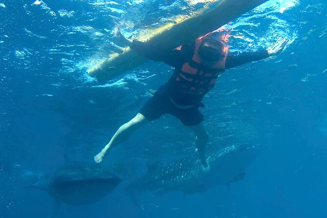 Oslob Whale Shark Snorkeling & Kawasan Canyoning Tour - Morning Pickup From Cebu: What the 3:00 a.m. Start Really Means