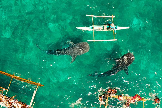 Oslob Whale Shark Snorkeling & Kawasan Canyoning Tour - Photo and Tech Options: GoPro Rental Without the Hassle