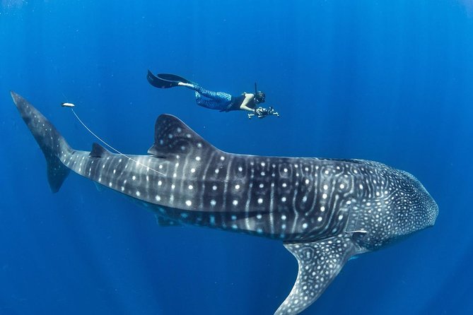 Oslob Whale Shark Snorkeling & Pescador & Sardine Run & Turtle - Quick hit key points before you go