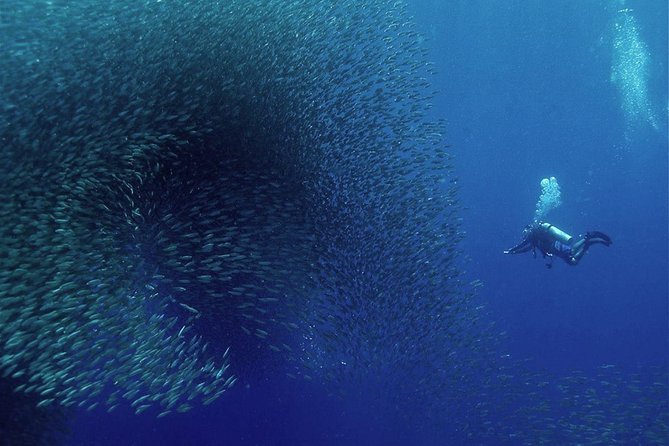 Oslob Whale Shark Snorkeling & Pescador & Sardine Run & Turtle - Why Oslob plus Moalboal feels like a full underwater highlight reel