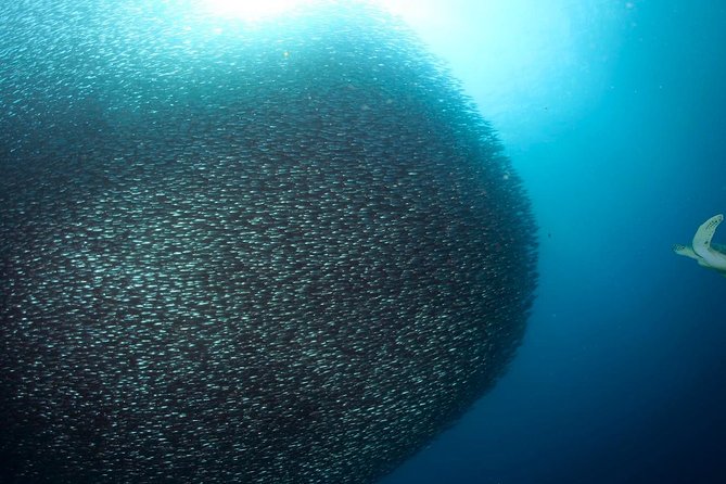 Oslob Whale Shark Snorkeling & Pescador & Sardine Run & Turtle - Price and what $150 really buys in Cebu