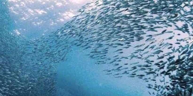 Oslob: Whale shark swimming, Tumalog Falls, Sumilon Sandbar - Lunch at 11:00AM and the in-between travel stretch