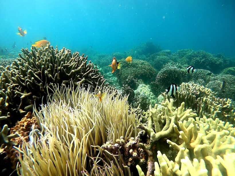 Oslob: Whale Shark Tour with Sumilon & Moalboal Snorkeling - Should You Book This Tour?
