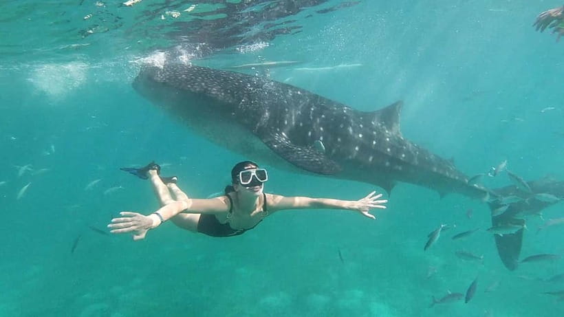 Oslob: Whale Shark Tour with Sumilon & Moalboal Snorkeling - Oslob Whale Shark Swim: Rules, Crowds, and the Waiting Game